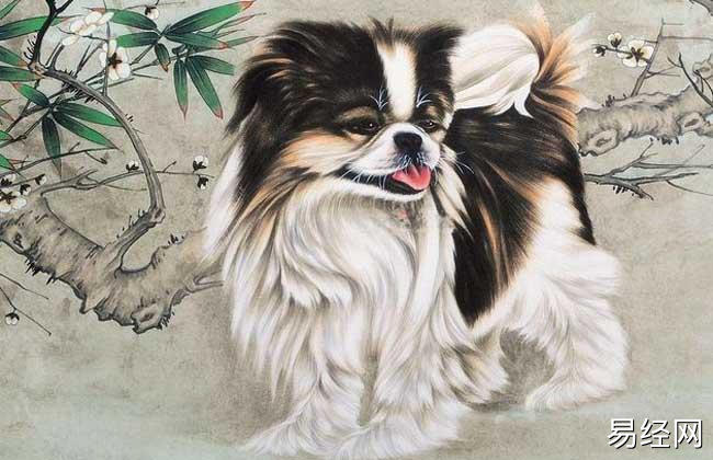 【属狗】属狗的人开门用生肖 属狗的入户门应开在那边最好,易经网推荐生肖属狗