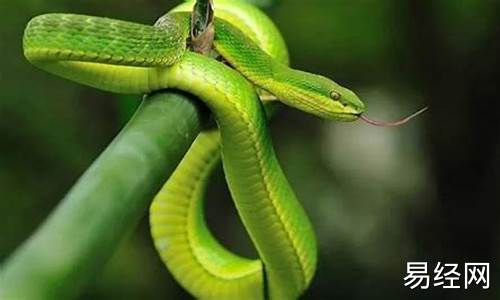 葵巳蛇年-癸巳蛇年是什么意思