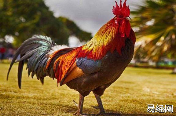 【属鸡】生肖属鸡今年好多岁,易经网推荐生肖属鸡