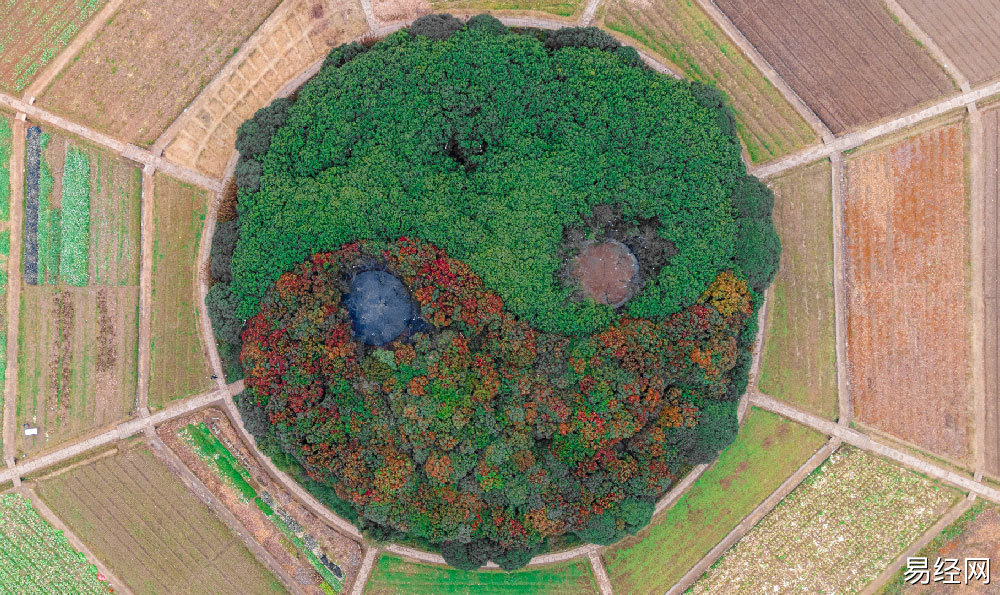 什么树适合家里种