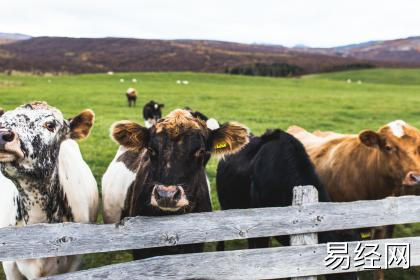 为何属牛的还阴债多一些 有什么说法吗