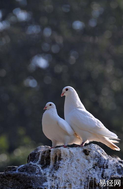 【生肖感情】12生肖白鸽是什么(白鸽的简介),易经网推荐生肖感情