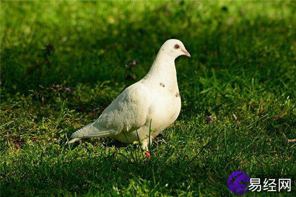 【生肖感情】12生肖白鸽是什么(白鸽的简介),易经网推荐生肖感情