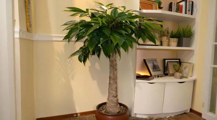 1743046165760015.jpg 财位1.jpg