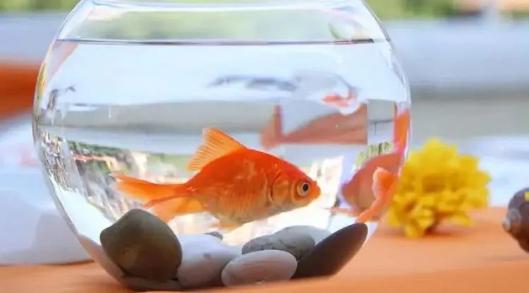 1743046171196869.jpg 鱼缸3691 (1).jpg