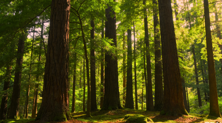 1773367799912108.png 森林.png