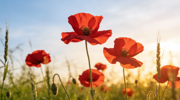 1773367838303941.png 红花.png