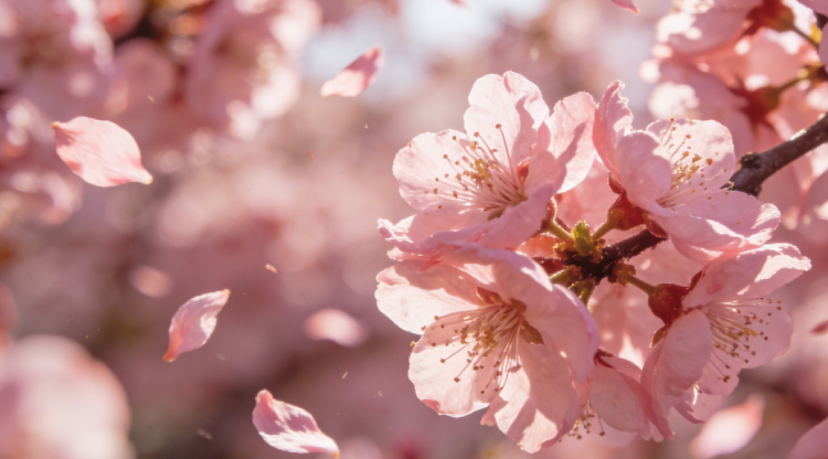 1773367814330051.png 桃花.png