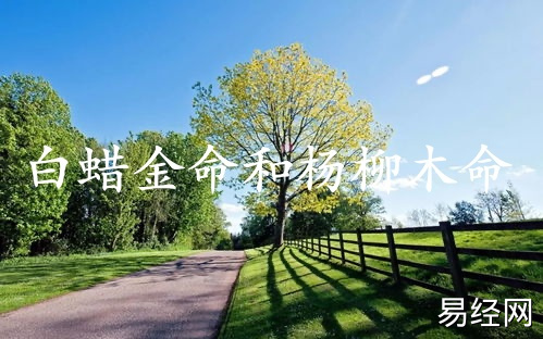 白蜡金命女和杨柳木命男相配吗
