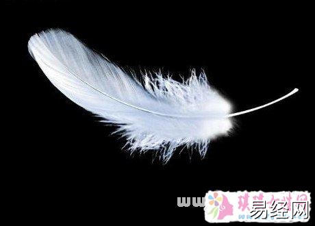 梦见羽毛鸡毛