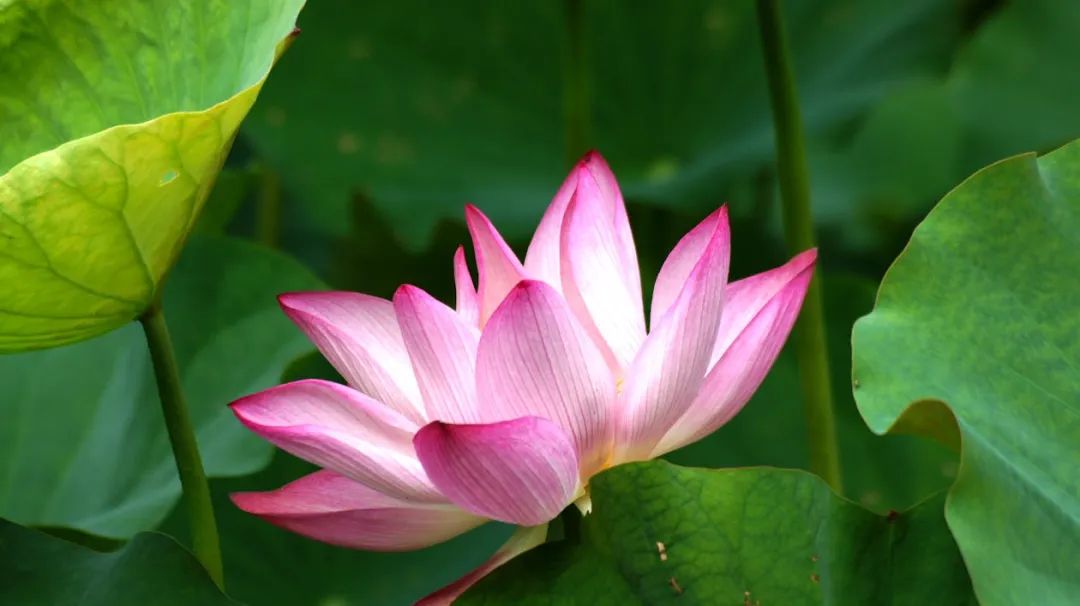 免费 优雅的粉红色莲花掩映在郁郁葱葱的绿叶之中,在宁静的花园中展现大自然的美丽。 素材图片