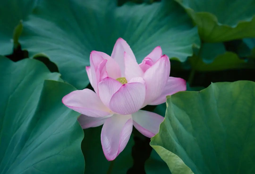 免费 东京上野公园里盛开着一朵宁静的粉红色莲花,周围环绕着茂密的绿叶。 素材图片