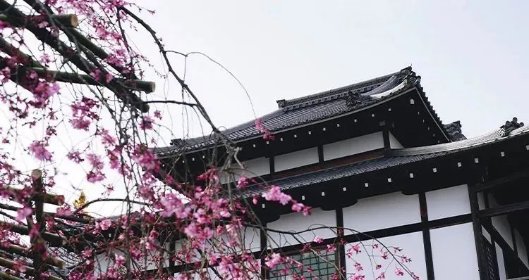 1691055032445055.jpg 图片