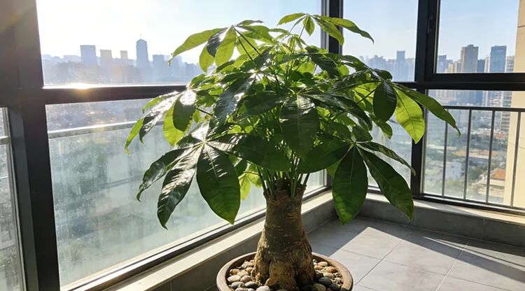 1773109730551663.jpg 发财树1.7-1.jpg