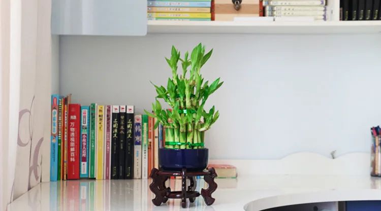 富贵竹放书房.jpg