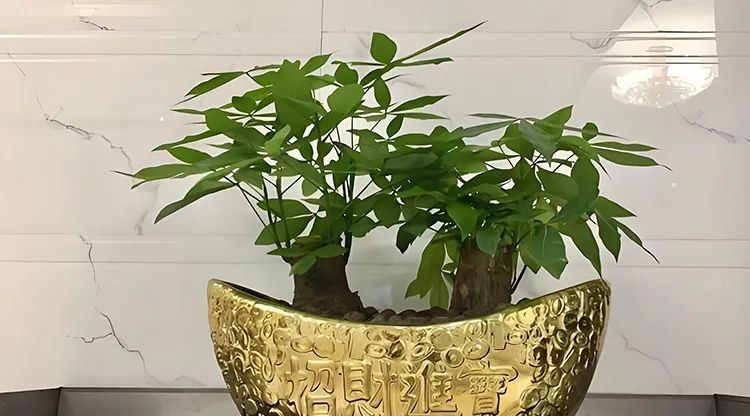 发财树玄关.jpg