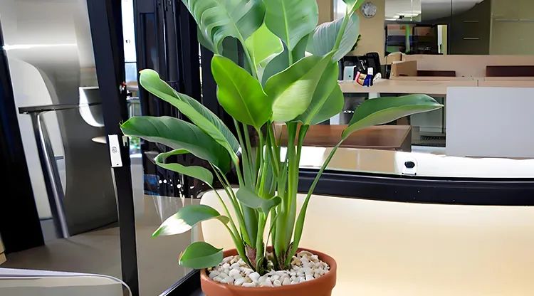 客厅中央绿植.jpg
